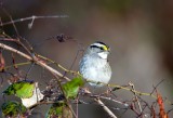 White Throated Sparrow