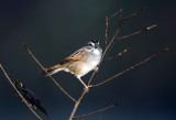 Swamp Sparrow