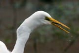 Great White Egret