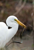 Great White Egret