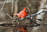 Cardinal