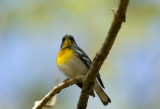 Northern Parula