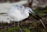 Immature Little Blue Heron with Crayfish