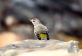 Palm Warbler