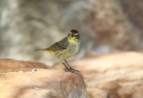 Palm Warbler