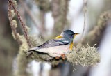 Northern Parula