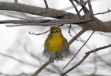 Yellow Throated Vireo