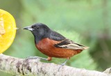 Orchard Oriole