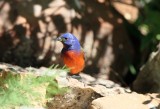 Painted Bunting