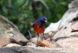 Painted Bunting