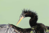 Anhinga