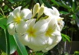 plumeria