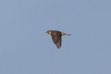 Lapland Longspur in flight
