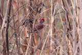 Purple Finch