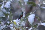 Garnet-throated Hummingbird