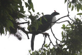 Horned Guan