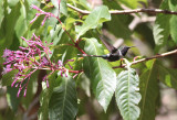 Sparkling-tailed Hummingbird