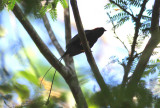 Long-tailed Manakin