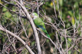 Monk Parakeet