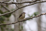 Louisiana Waterthrush