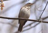Hermit Thrush