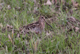 Wilsons Snipe