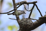 Blue-gray Gnatcathers on nest