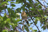 Worm-eating Warbler