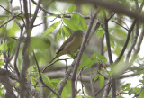 Orange-crowned Warbler