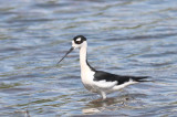 Black-necked Stilt