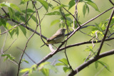 Orange-crowned Warbler