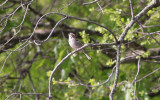 Lark Sparrow