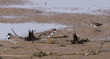 Semipalmated  Plovers (& Least Sandpiper)