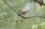 Bay-breasted Warbler