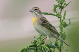 Dickcissel