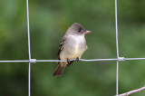 Eastern Wood-Pewee