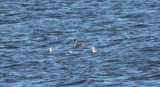 Red-necked Grebe