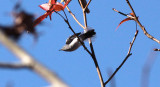 Blue-gray Gnatcatcher
