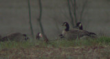 Cackling, Canada, and Greater White-fronted  Geese