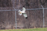 Northern Harrier