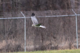 Northern Harrier