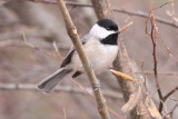 Carolina Chickadee