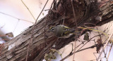 Golden-crowned Kinglet