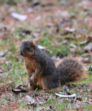 Fox Squirrel