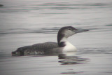 Common Loon