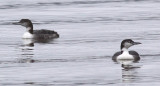 Common Loons