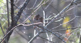 Fox Sparrows