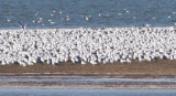 Pace Point gulls