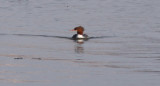 Common Merganser