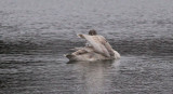 Trumpeter Swan